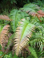 Blechnum vestitum