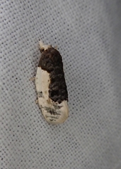 Henricus edwardsiana