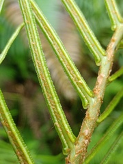 Blechnum vestitum