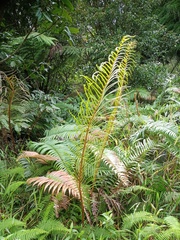 Blechnum vestitum