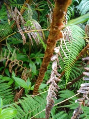 Blechnum vestitum