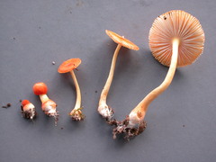 Amanita calochroa