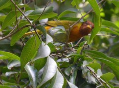 Hemithraupis ruficapilla