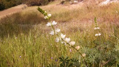 Lupinus albus