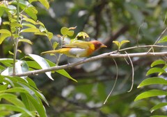 Hemithraupis ruficapilla