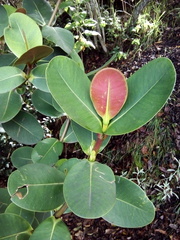 Clusia multiflora