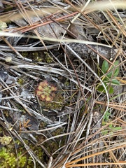 Drosera