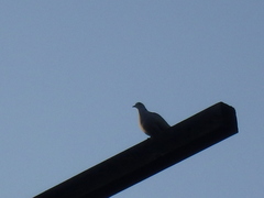 Streptopelia decaocto