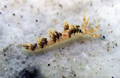Phidiana semidecora