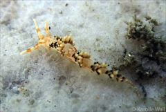 Phidiana semidecora