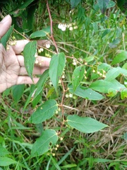 Gaultheria leucocarpa