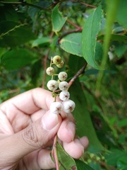Gaultheria leucocarpa