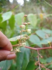 Gaultheria leucocarpa