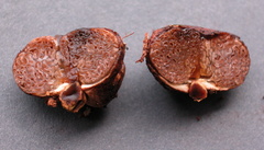 Castellanea pakaraimophila