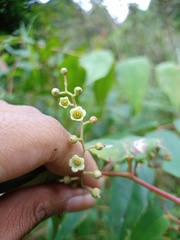 Gaultheria leucocarpa