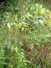 Gaultheria leucocarpa