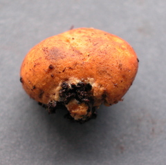 Castellanea pakaraimophila