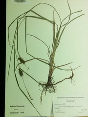 Carex louisianica