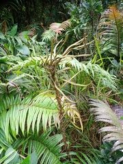 Blechnum vestitum