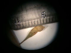 Carex louisianica