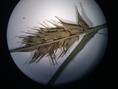 Carex louisianica