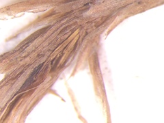 Carex louisianica