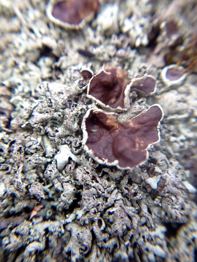 Xanthoparmelia image