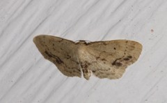 Idaea dimidiata