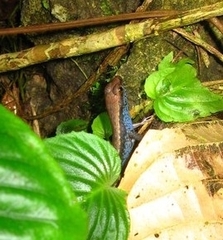 Sphenomorphus cyanolaemus