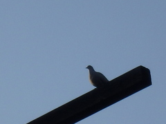 Streptopelia decaocto