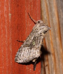 Syngrapha viridisigma