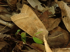 Orbona fragariae