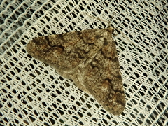 Agriopis dira