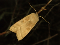 Orbona fragariae