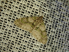 Esakiopteryx volitans