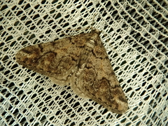 Agriopis dira