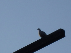 Streptopelia decaocto