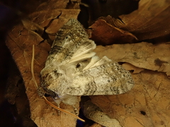 Neoploca arctipennis