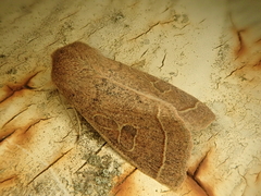 Orthosia paromoea