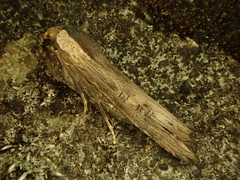 Xylena nihonica