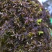 Hanging Millipede Liverwort - Photo (c) Alex Wright, some rights reserved (CC BY-NC), uploaded by Alex Wright