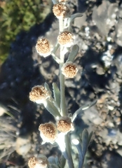Artemisia alaskana