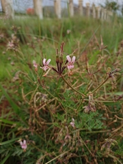 Pelargonium dolomiticum