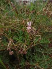 Pelargonium dolomiticum