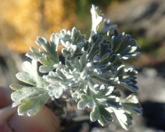 Artemisia alaskana