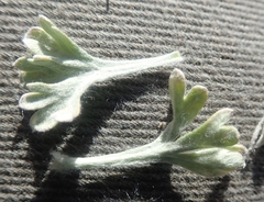 Artemisia alaskana