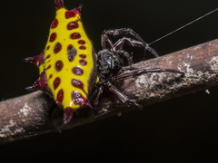 Gasteracantha taeniata