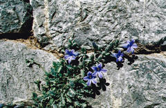 Campanula andrewsii