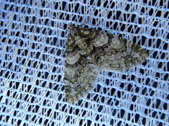 Esakiopteryx volitans