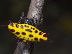 Gasteracantha taeniata